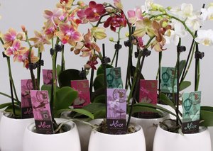 Phalaenopsis Orchideeën van Alice Adventures