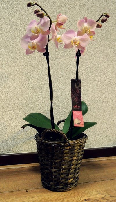 Alice Adventures phalaenopsis orchidee