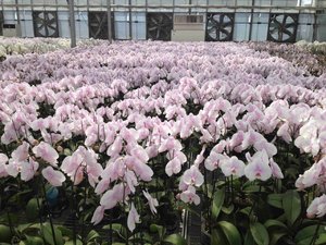Alice Adventures orchideeën in Taiwan